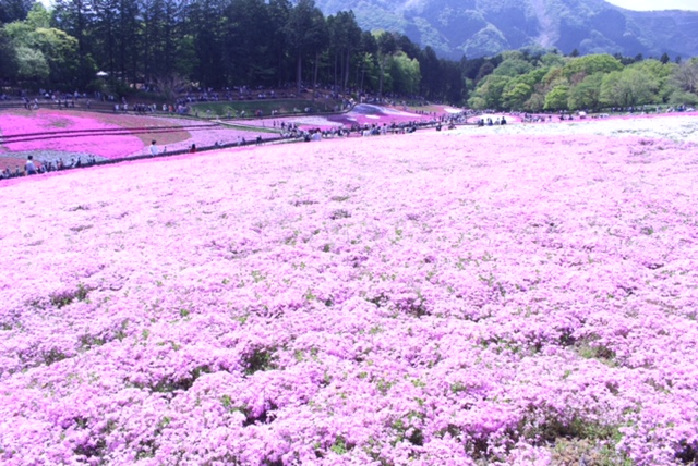 お花３