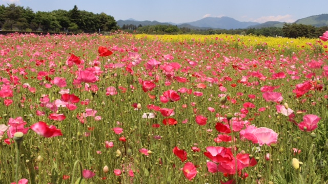 ２お花