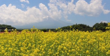 お花