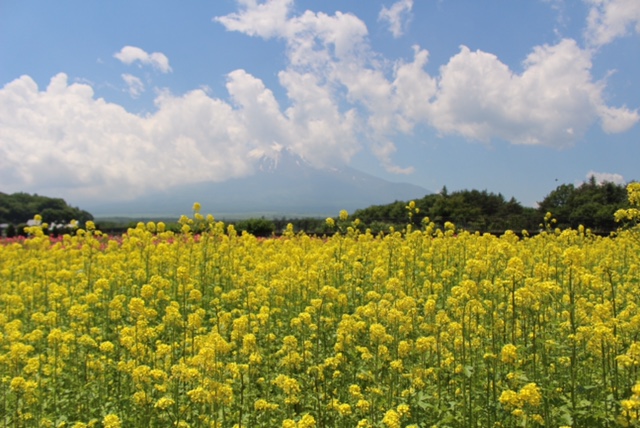 お花