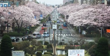 駅からの桜